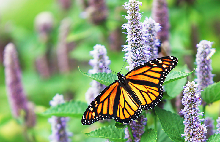 Photo of a Monarch butterfly on a lavender bush